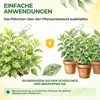 Orius Raubwanzen gegen Thripse - 1x Röhrchen - Thripse Produktbild-Vorschau 4