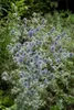 Eryngium planum, żwirek płaskolistny, stalowoniebieski, Podgląd zdjęcia produktu 11