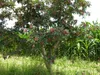 Albero del pepe giapponese (Zanthoxylum piperitum)  - 10 Anteprima dell’immagine prodotto 3