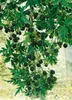 Rubus fruticosus 'Thornless Evergreen', Brombeere, Produktbild-Vorschau 2