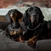tierlando® Orthopädisches Hundebett Sammy VISCO | Produktbild-Vorschau 4