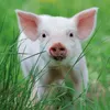 Wandkalender 2027 Schweinchen / Piggies 30x30 cm mit Extra Produktbild-Vorschau 3