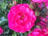 A close-up of a bright pink rose with green foliage in the background. Produktbild-Vorschau