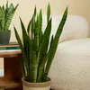 Bloomique - 2er Set - Sansevieria Zeylanica - Bogenhanf - Produktbild-Vorschau 3