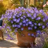 Stauden Gänge 5 x Geranium 'Rozanne ®' im 1 Liter Topf - Produktbild-Vorschau 2