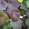 Japanische Weinrebe Vitis Coignetiae, 2L Topf, winterhart & Produktbild-Vorschau 2