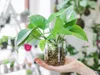 Gardners Epipremnum Marble Queen - odrezky na zakorenenie Náhľad obrázku produktu 2