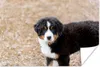 MuchoWow® Poster Berner Sennenhund Welpe am Morgen 60x40 cm Produktbild-Vorschau 1