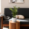 Zestaw 4 roslin doniczkowych Chamaedorea elegans w bialych Podgląd zdjęcia produktu 2