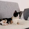 A calico cat is lying on a white fluffy blanket on a gray sofa. Náhľad obrázku produktu