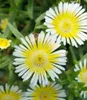 BALDUR Garten 9x Winterharte Eisblumen Summer Mix, Pflanzen Produktbild-Vorschau 3