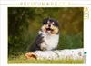 CALVENDO Puzzle Kleiner Weltentdecker - ein Colliewelpe | Produktbild-Vorschau 1