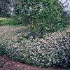 Plants by Frank | 6 Aster Pflanzen | Aster Ageratoides Produktbild-Vorschau 2