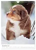 Australian Shepherds (Wandkalender 2027 DIN A4 hoch), Produktbild-Vorschau 7