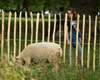 Staketenzaun Haselnuss 5m natur Gartenzaun Haselholz 100 cm Produktbild-Vorschau 5