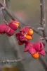 Euonymus europaeus, Pfaffenhütchen, 60–100 cm Produktbild-Vorschau 7