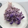 Lonas (Lonas Annua) - Flieder Produktbild-Vorschau 8