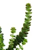 Sukkulente - Crassula Hottentot - Felsen-Dickblatt -  im Produktbild-Vorschau 2