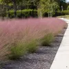 Stauden Gänge 1 x Muhlenbergia capillaris im 1 Liter Topf - Produktbild-Vorschau 3