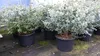 4 Stück Eucalyptus Gunni Gunnii Busch Kugel Eukalyptusbaum, Produktbild-Vorschau 5