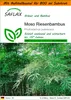 SAFLAX Garden in the bag - Moso Riesenbambus - Produktbild-Vorschau 1