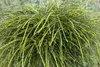 Thuja plicata 'Whipcord', Zwerg-Lebensbaum, grün, 25–30 cm Produktbild-Vorschau 6