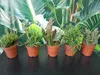 5 Rhipsalis Cassutha mix hauteur 10-15 cm, pot-Ø 5,5 cm - Voir les images du produit 4