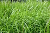 Stauden Gänge 3 x Imperata cylindrica im 1 Liter Topf - Produktbild-Vorschau 3