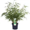 Hoogeveen Fargesia Rufa - 60 cm, Ø19 cm Voir les images du produit 1