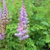 6 x astilbe  - Astilbe chinensis 'Pumila'  | Pot 9 cm x 9 Voir les images du produit 1