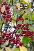 Euonymus europaeus, Pfaffenhütchen, 60–100 cm Produktbild-Vorschau 5