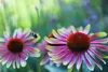 Stauden Gänge 1 x Echinacea purpurea 'Green Twister' - Bunt Produktbild-Vorschau 5