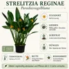 Strelitzia reginae, známa ako rastlina paradízového vtáka, Náhľad obrázku produktu 2