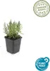Lavendel Lavandula angustifolia 'Munstead' – 48 Pflanzen – Produktbild-Vorschau 5