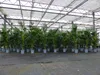 Kentia Premium Palme 160 - 180 cm | bis 10 Pflanzen im Topf Produktbild-Vorschau 7