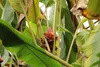 SAFLAX - Kenia-Banane - 8 Samen - Musa velutina Produktbild-Vorschau 7