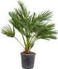 Bloomique - Chamaerops Humilis - Palma karłowata europejska Podgląd zdjęcia produktu 1