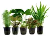 Pflanzen Set mit 5 Mittelgrund Topf Aquarium Wasserpflanzen Produktbild-Vorschau 1