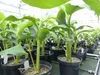 2 Stück Bananenstaude Musa Basjoo 60 - 80 cm winterhart Produktbild-Vorschau 6