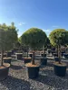 Pinus Sylvestris 170 cm Waldkiefer winterhart -30°C Produktbild-Vorschau 2