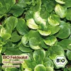 Samenliebe  Feldsalat Samen | Coquille de Louviers - Produktbild-Vorschau 4