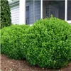 Bosso - Buxus NewGen Freedom - 48 piante - altezza circa 15 Anteprima dell’immagine prodotto 3