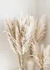 Trayosin 3er Premium Boho Pampas Grass Plakátová sada Náhled obrázku produktu 8