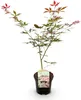 GreenboutiQ - Balkonpflanze - Japanischer Ahorn - Acer Produktbild-Vorschau 2