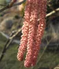 Dehner Haselnuss Rote Zellernuss, große braune Früchte, ca. Produktbild-Vorschau 5
