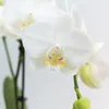 Kolibri Orchids | COMBI DEAL von 2 weißen  Produktbild-Vorschau 2