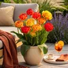 Bulbes de fleurs Tulipa Gudoshnik Double - Double floraison Voir les images du produit 3