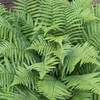 6 x Mannestjesvaren - Dryopteris filix-mas  | Topf 9cm x Produktbild-Vorschau 1