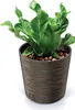 A potted plant with green leaves in a textured brown pot. Produktbild-Vorschau