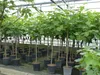 kompakter Feigenbaum 150 - 180 cm Obstbaum, winterhart, Produktbild-Vorschau 2